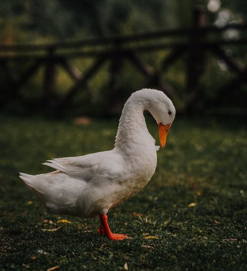 Person looking peacefully at a natural landscape, symbolizing clarity.